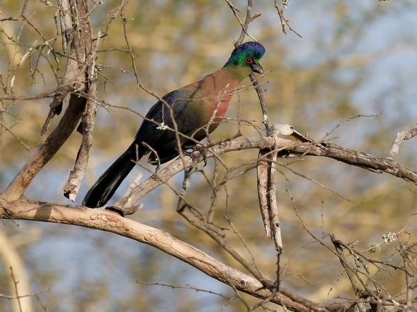 <h3><a href="/trips/safari/biota/animalia/chordata/aves/029 musophagiformes/001 musophagidae/tauraco porphyreolophus/tauraco porphyreolophus-en.html">Tauraco&nbsp;porphyreolophus</a> / Purple‑crested&nbsp;turaco / Purperkuiftoerako</h3>OM-1 Mark II with OLYMPUS M.150-400mm F4.5, 1/2000 sec at F4.5, ISO 320, distance 44.1&nbsp;m